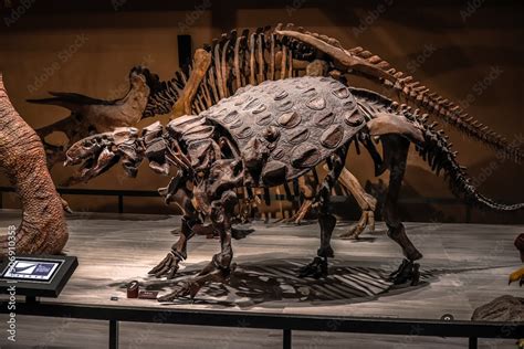 ankylosaurus fossils